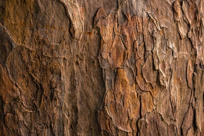 特写摄影中的棕色树皮